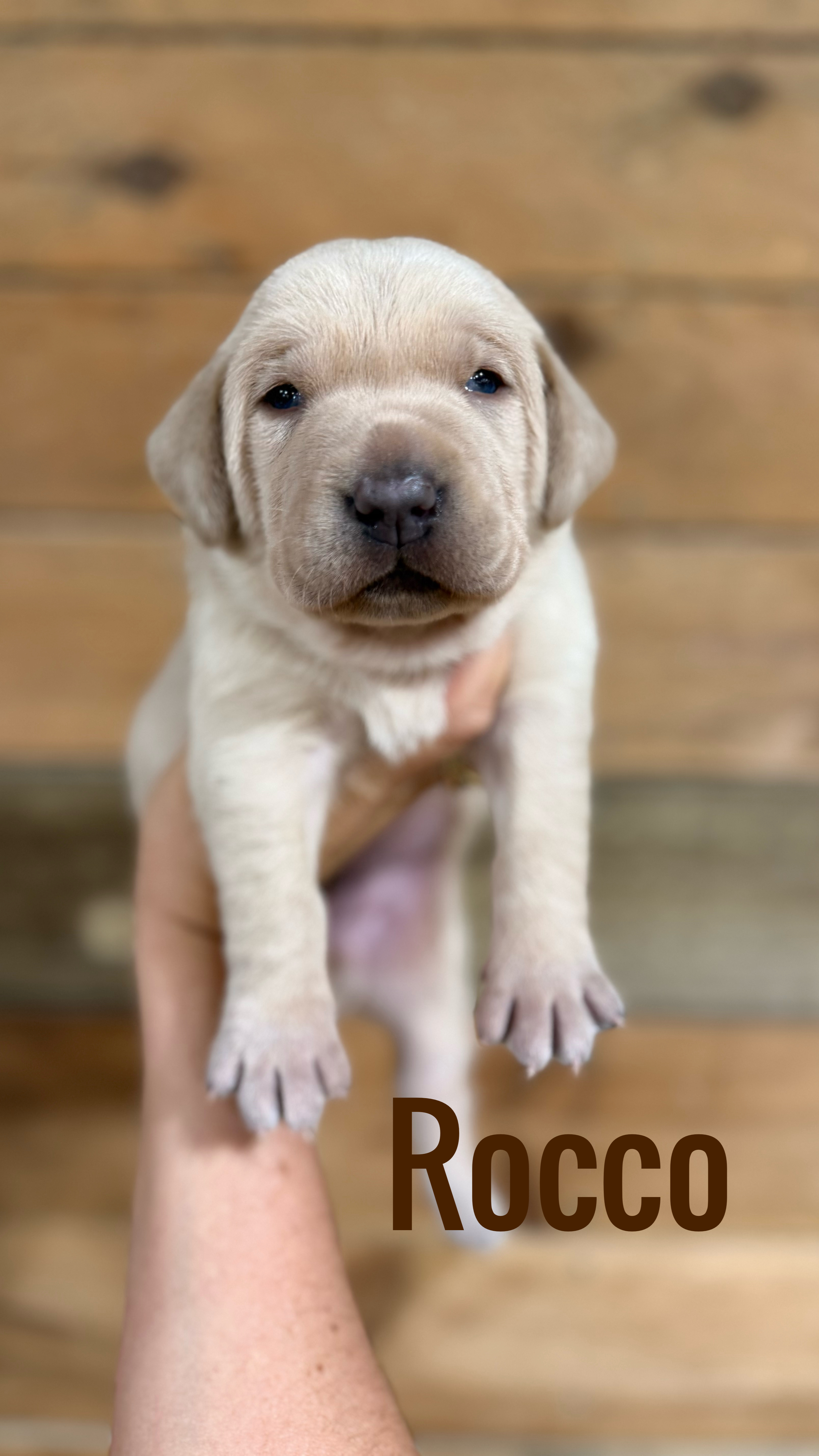 Labradors puppy